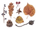 Autumn, fall leaves, berries, pine, cypress cones Royalty Free Stock Photo