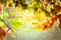 Autumn, fall leaves. - Colorful, orange, green, yellow, brown - Digital Art, Watercolor, Splatter, Splash, Typography.
