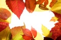 Autumn, fall leaves decorative still at studio
