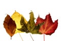 Autumn, fall leaves decorative still at studio