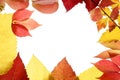 Autumn, fall leaves decorative still at studio