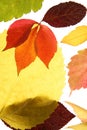 Autumn, fall leaves decorative still at studio whi