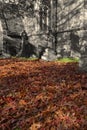 Autumn fall leaves, fallen off a Red Oak, in a cemetery graveyard with a church in the background.