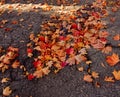 Golden Autumn fall leaves on ground Royalty Free Stock Photo