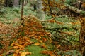 Autumn fall leaves on green moss blurred background. Freh natural scenery. Orange fallen leaf in forest. Fall vibrant colors.