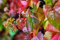 Autumn fall leaves with blue berries , bokeh background. Royalty Free Stock Photo