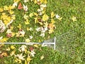 Autumn fall leaves rake background