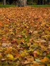 Autumn (fall) leaves in Rosenstein Park, Stuttgart