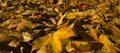 Autumn (fall) leaves in Rosenstein Park, Stuttgart