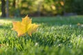 Autumn Fall Maple Leaf Foliage, Green Grass, Sunlit Sunlight, Changing Season Royalty Free Stock Photo