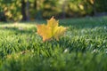 Autumn Fall Maple Leaf Foliage, Green Grass, Sunlit Sunlight, Changing Season Royalty Free Stock Photo