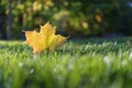Autumn Fall Maple Leaf Foliage, Green Grass, Sunlit Sunlight, Changing Season Royalty Free Stock Photo