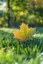 Autumn Fall Maple Leaf Foliage, Green Grass, Sunlit Sunlight, Changing Season Royalty Free Stock Photo