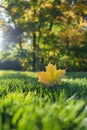 Autumn Fall Maple Leaf Foliage, Green Grass, Sunlit Sunlight, Changing Season Royalty Free Stock Photo