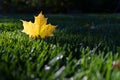 Autumn Fall Maple Leaf Foliage, Green Grass, Sunlit Sunlight, Changing Season Royalty Free Stock Photo