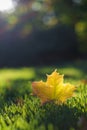 Autumn Fall Maple Leaf Foliage, Green Grass, Sunlit Sunlight, Changing Season Royalty Free Stock Photo