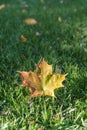 Autumn Fall Maple Leaf Foliage, Green Grass, Sunlit Sunlight, Changing Season Royalty Free Stock Photo
