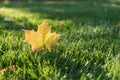 Autumn Fall Maple Leaf Foliage, Green Grass, Sunlit Sunlight, Changing Season Royalty Free Stock Photo