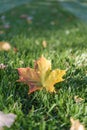 Autumn Fall Maple Leaf Foliage, Green Grass, Sunlight, Changing Season on Grass with Sunlight, Fall Season Royalty Free Stock Photo