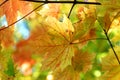 Autumn fall maple leaves