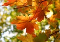 Autumn fall maple leaves