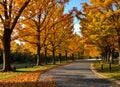 Autumn. Fall nature scene. Autumnal park Royalty Free Stock Photo