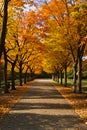 Autumn. Fall nature scene. Autumnal park Royalty Free Stock Photo