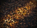 Autumn. Fall nature scene. Autumnal park. Light, scenics Royalty Free Stock Photo