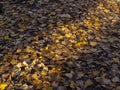 Autumn. Fall nature scene. Autumnal park. Light, scenics Royalty Free Stock Photo