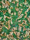 Autumn fall old yellow leaves fallen on the green grass ground in the nature Royalty Free Stock Photo