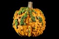 Autumn and fall orange and green harvest gourd pumpkin on black background