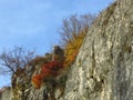 Autumn fall in the park forest. Colourful red and yellow shrubs and bushes and bright blue sky. Bright sunny warm weather forecast