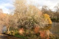 Autumn, fall park. Wooden path, colorful leaves on trees.