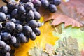 Autumn fall photo. Bunch of grapes on yellowed leaves