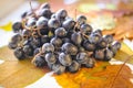 Autumn (fall) photo. Bunch of grapes on yellowed leaves