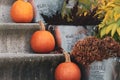 Autumn and fall pumpkins and plants on stairs