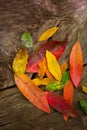 Autumn fall red golden dried leaves