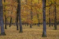 Beautiful Autumnal park. Beauty nature scene. Autumn landscape, Trees and Leaves, foggy forest Royalty Free Stock Photo