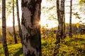 Autumn. Fall scene. Beautiful Autumnal park. Beauty nature scene. Autumn landscape, Trees and Leaves, foggy forest in Sunlight Royalty Free Stock Photo