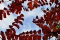 Autumn. Fall scene. Beautiful Autumnal park. Beauty nature scene. Autumn Trees and Leaves, foggy forest in Sunlight Rays Royalty Free Stock Photo