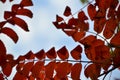 Autumn. Fall scene. Beautiful Autumnal park. Beauty nature scene. Autumn Trees and Leaves, foggy forest in Sunlight Rays Royalty Free Stock Photo