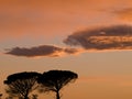 Autumn fall scene sky and trees silhouette