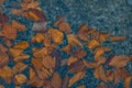 Autumn fall season background garden concept picture of falling leave float pond shallow water surface Royalty Free Stock Photo