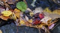 Autumn fall season colorful golden vibrant maple leaves floating in the water in Massachusetts, New England Royalty Free Stock Photo