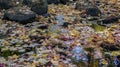 Autumn fall season colorful golden vibrant maple leaves floating in the water in Massachusetts, New England Royalty Free Stock Photo