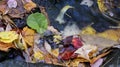 Autumn fall season colorful golden vibrant maple leaves floating in the water in Massachusetts, New England Royalty Free Stock Photo