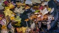 Autumn fall season colorful golden vibrant maple leaves floating in the water in Massachusetts, New England Royalty Free Stock Photo