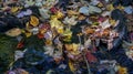 Autumn fall season colorful golden vibrant maple leaves floating in the water in Massachusetts, New England Royalty Free Stock Photo