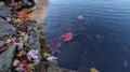 Autumn fall season colorful golden vibrant maple leaves floating in the water in Massachusetts, New England Royalty Free Stock Photo