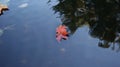 Autumn fall season colorful golden vibrant maple leaves floating in the water in Massachusetts, New England Royalty Free Stock Photo